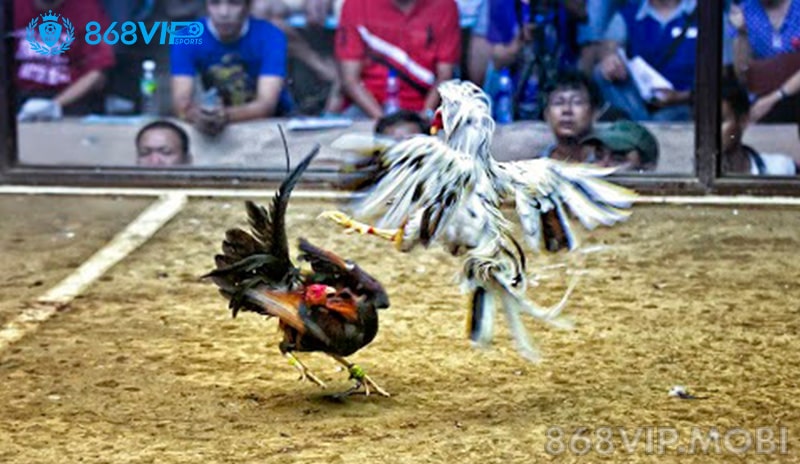 Ưu điểm đá gà Peru tại 868VIP